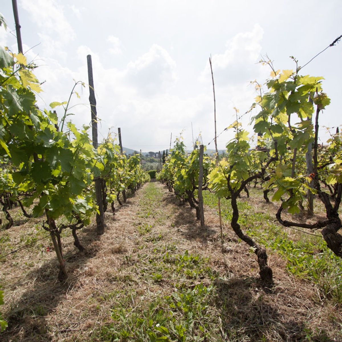 Pizza Making Class with Winery Tour & Tasting: Roman Adventure