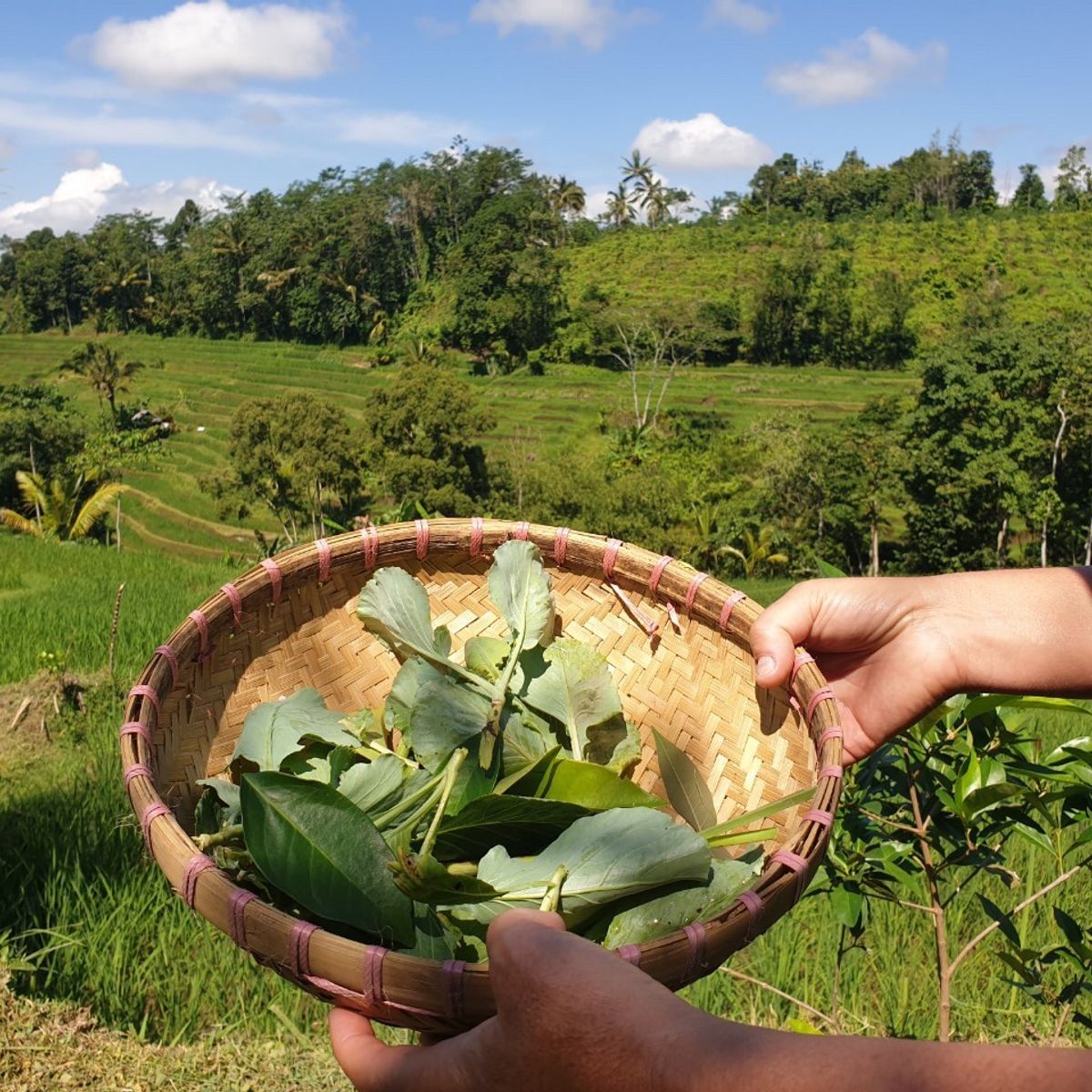 Organic and Authentic Balinese Cooking Class With Cycling in Jatiluwih Rice Terrace