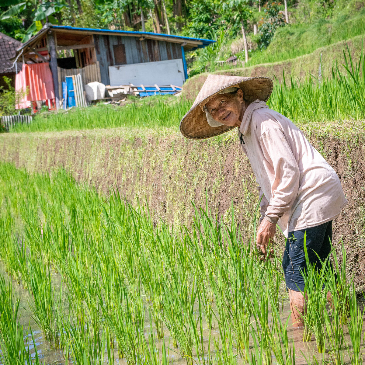 Organic and Authentic Balinese Cooking Class With Cycling in Jatiluwih Rice Terrace
