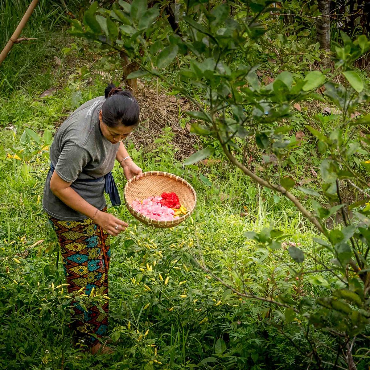 Vegan Balinese Cooking Class in the UNESCO-listed Jatiluwih Rice Terraces