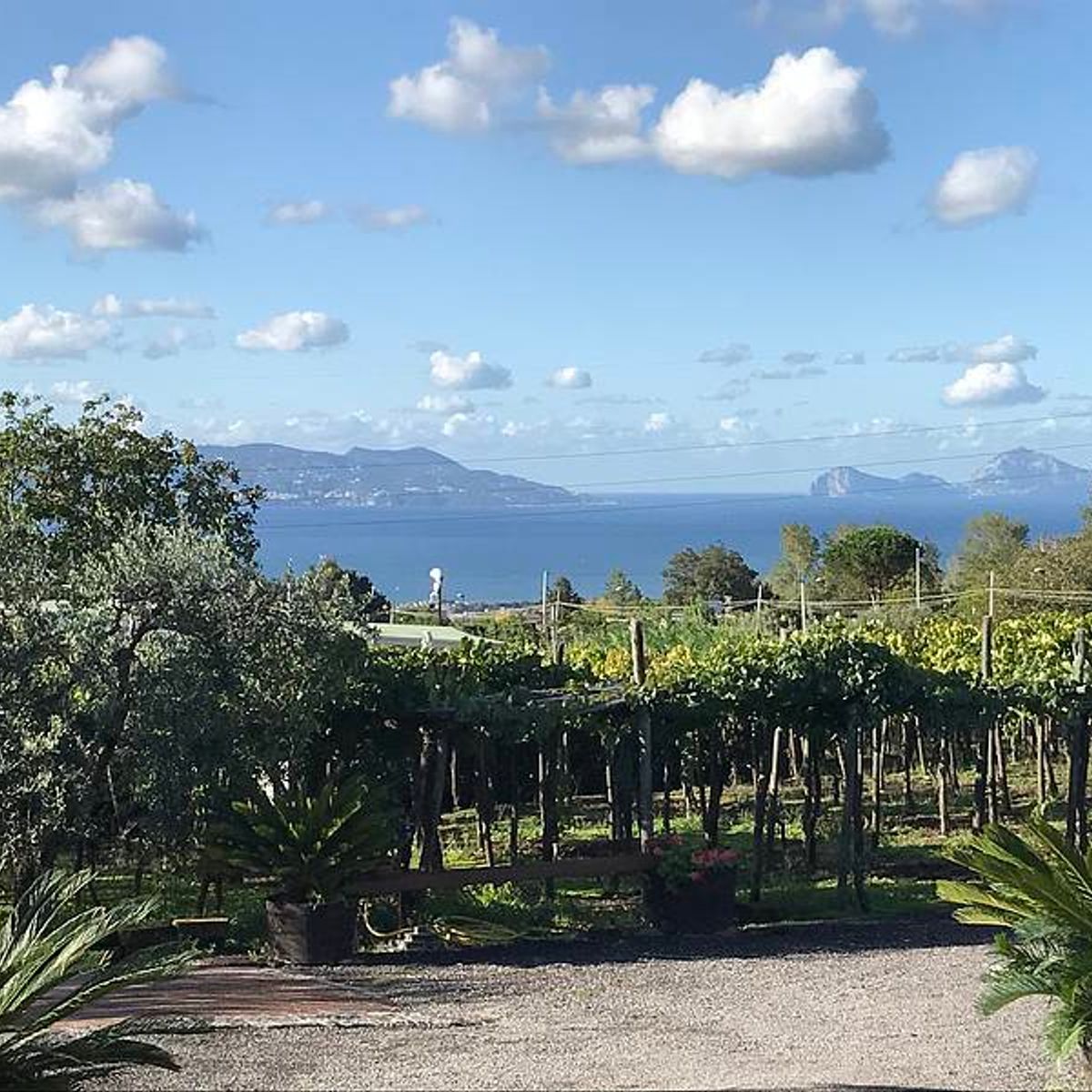 Organic "Classico" Wine Tasting with Lunch on Mount Vesuvius