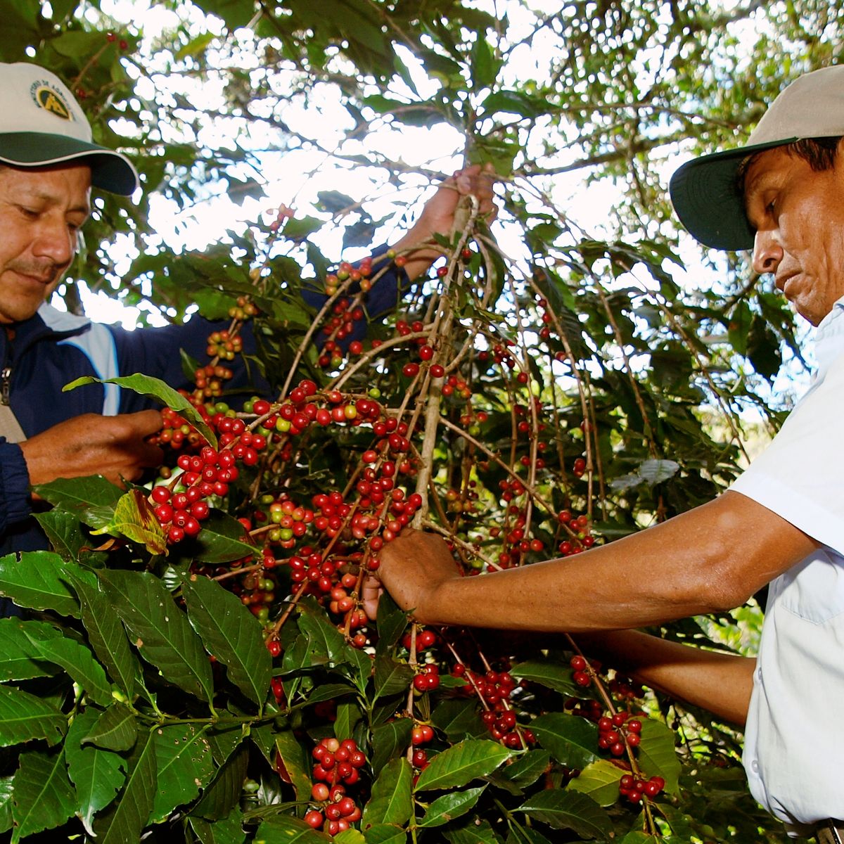 Spend a Day with the Locals at an Organic Coffee Farm