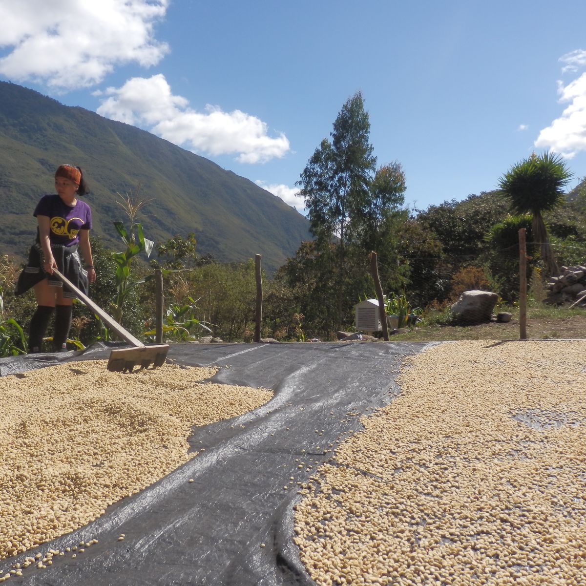 Spend a Day with the Locals at an Organic Coffee Farm