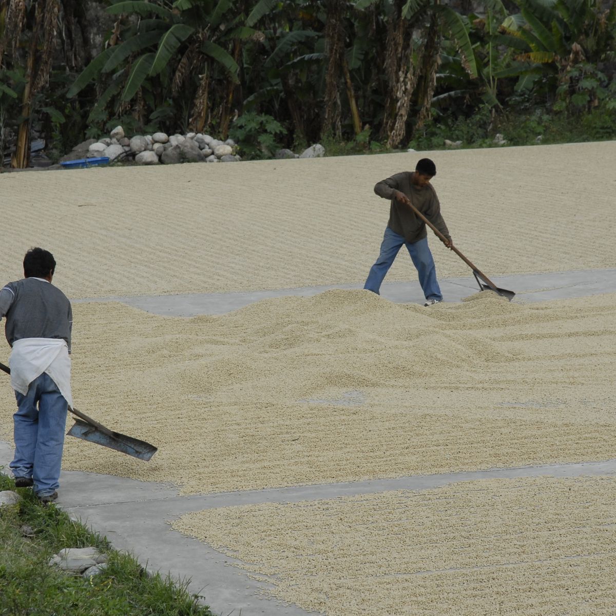 Spend a Day with the Locals at an Organic Coffee Farm