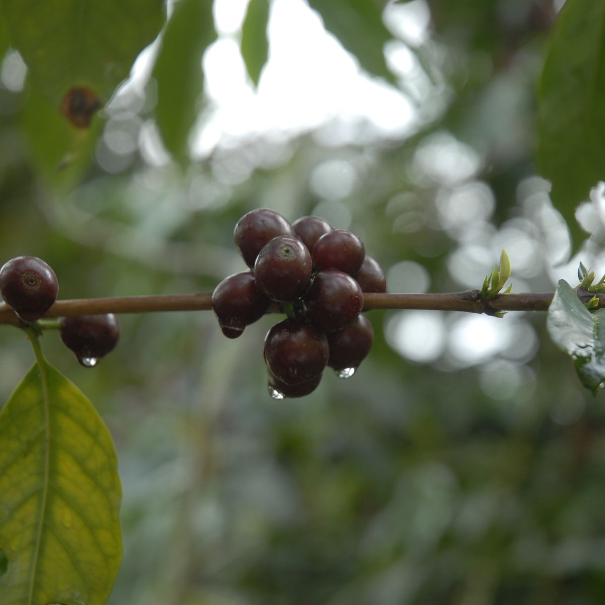 Spend a Day with the Locals at an Organic Coffee Farm