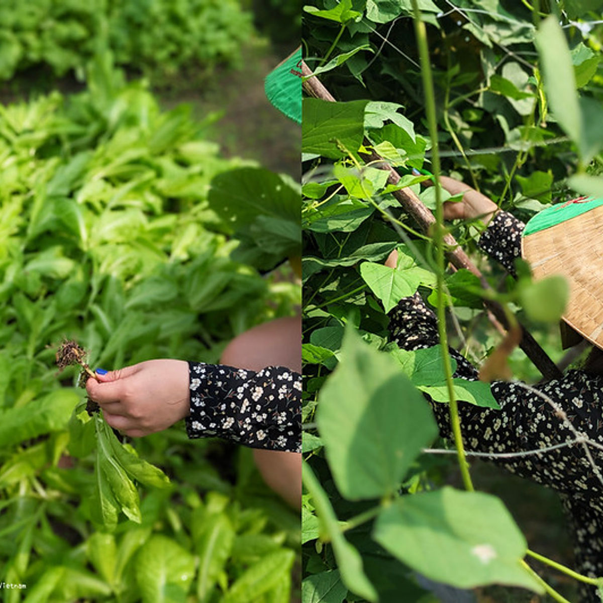 Organic Farm To Table Cooking Class in Vietnamese Agricultural Village
