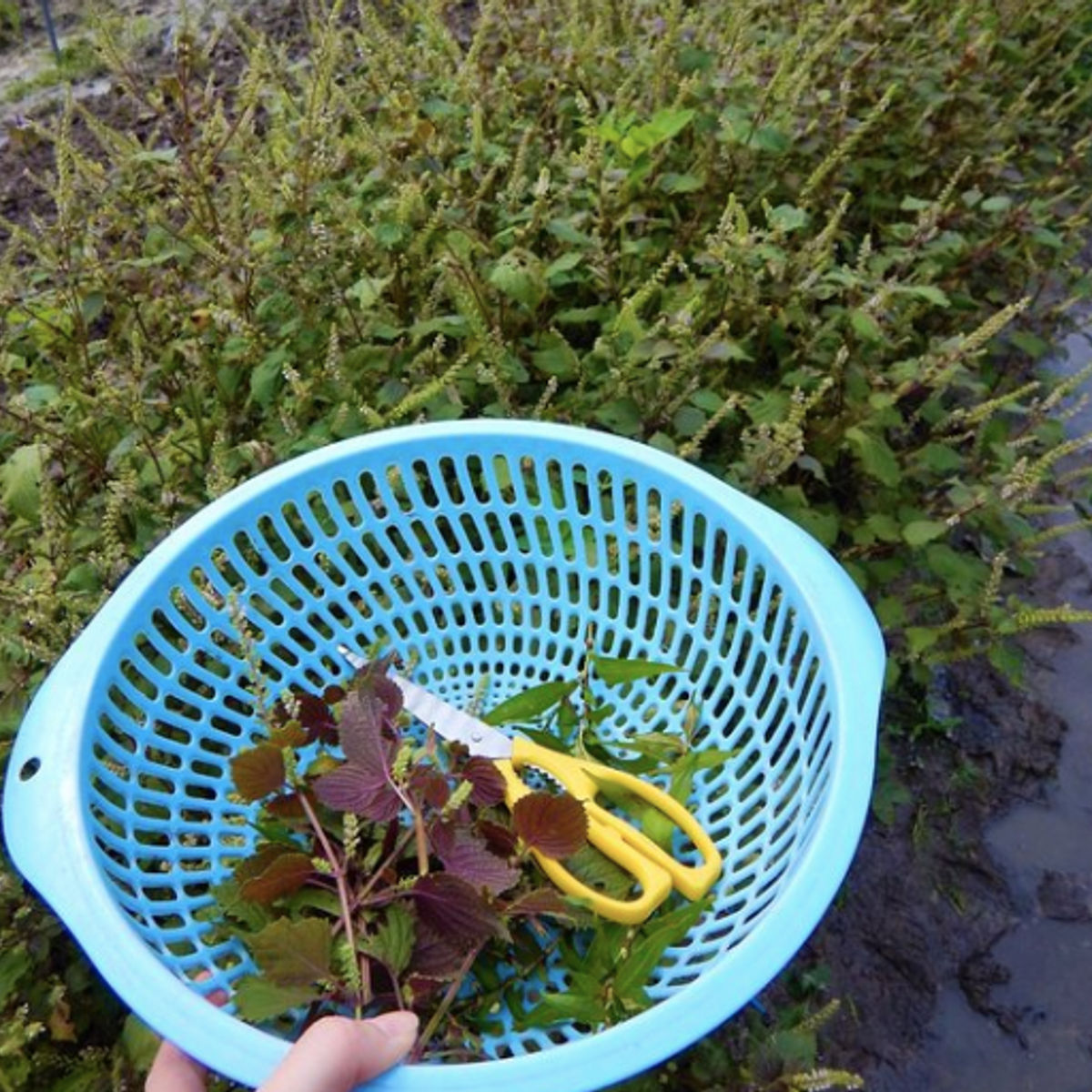 Bio Kochkurs - von der Farm zum Tisch - in vietnamesischem Dorf