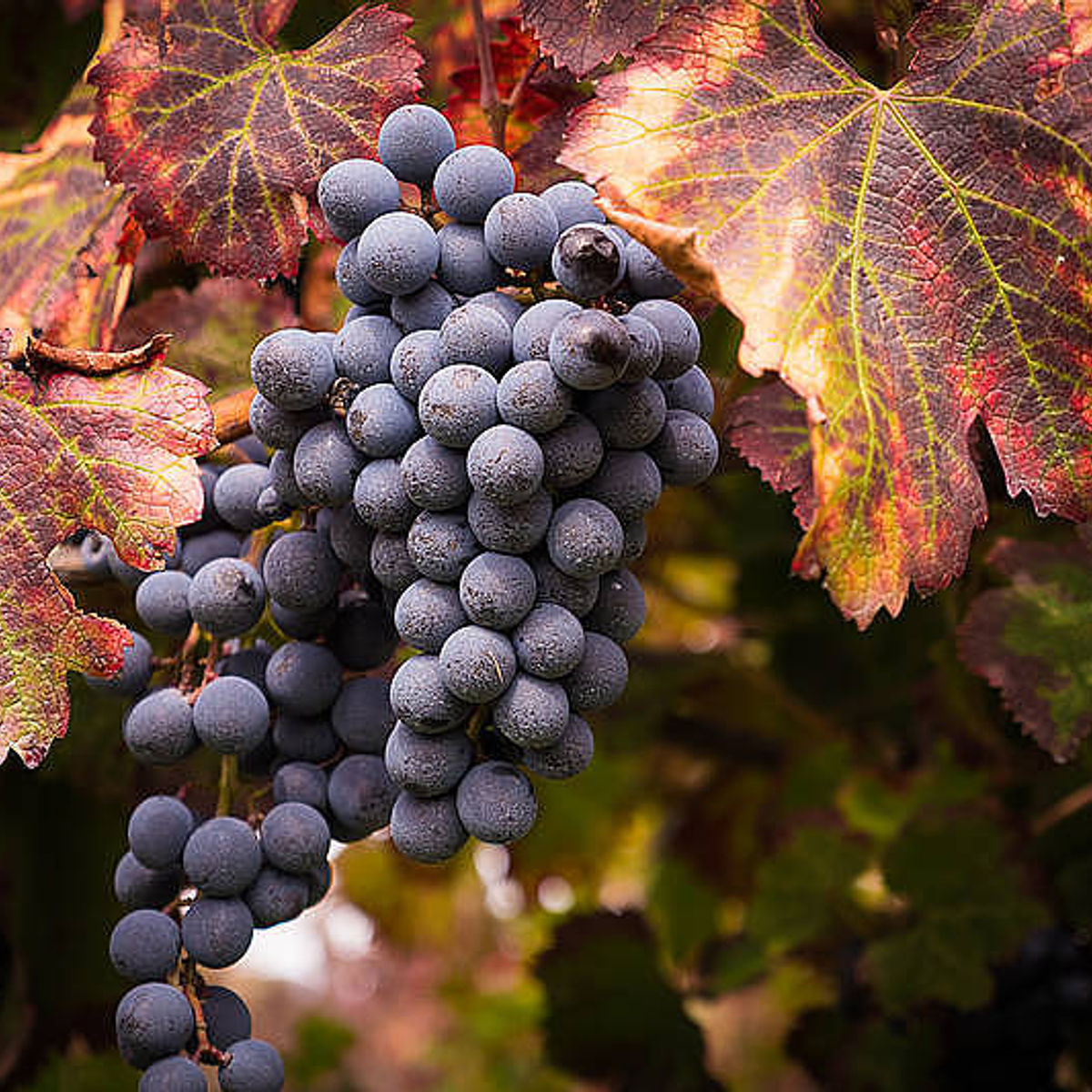 Organic "Superiore" Wine Tasting with Lunch on Vesuvius