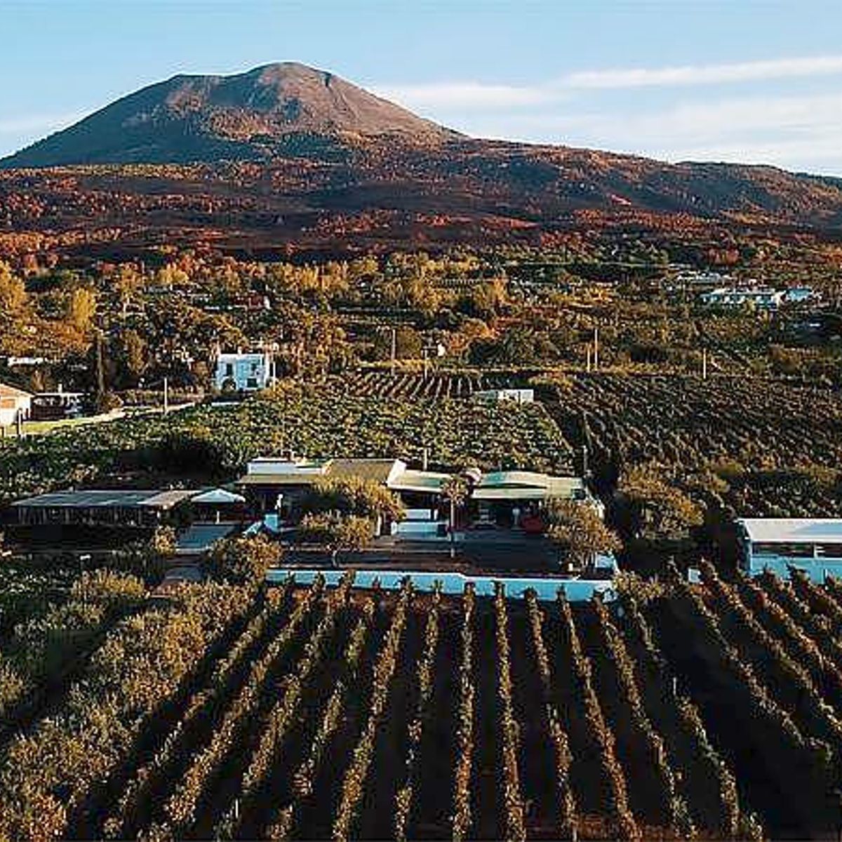 Organic "Superiore" Wine Tasting with Lunch on Vesuvius