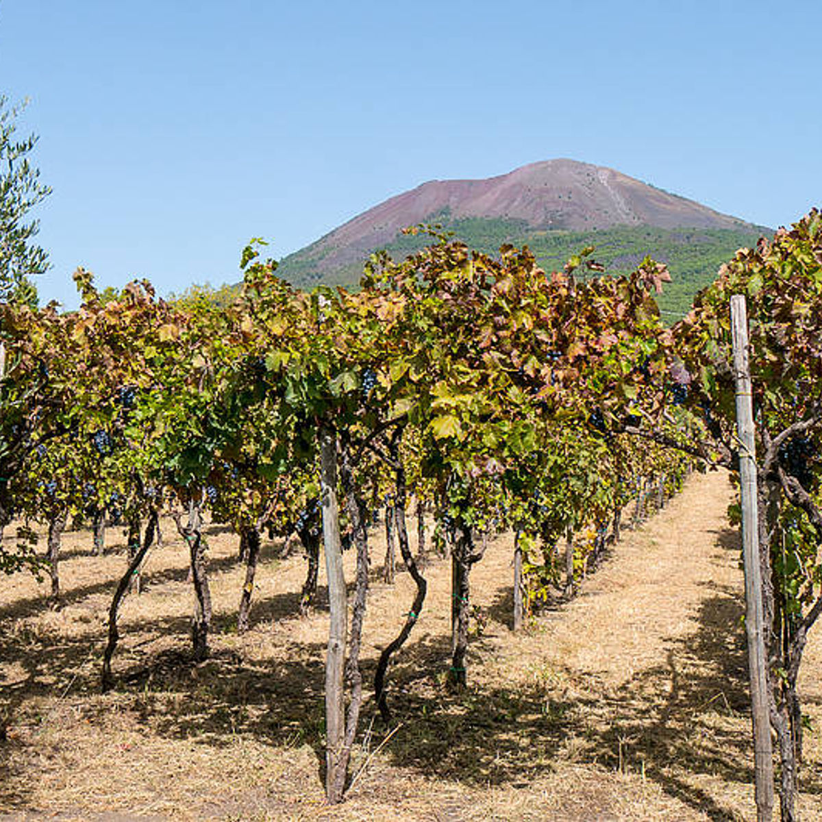 Organic "Superiore" Wine Tasting with Lunch on Vesuvius
