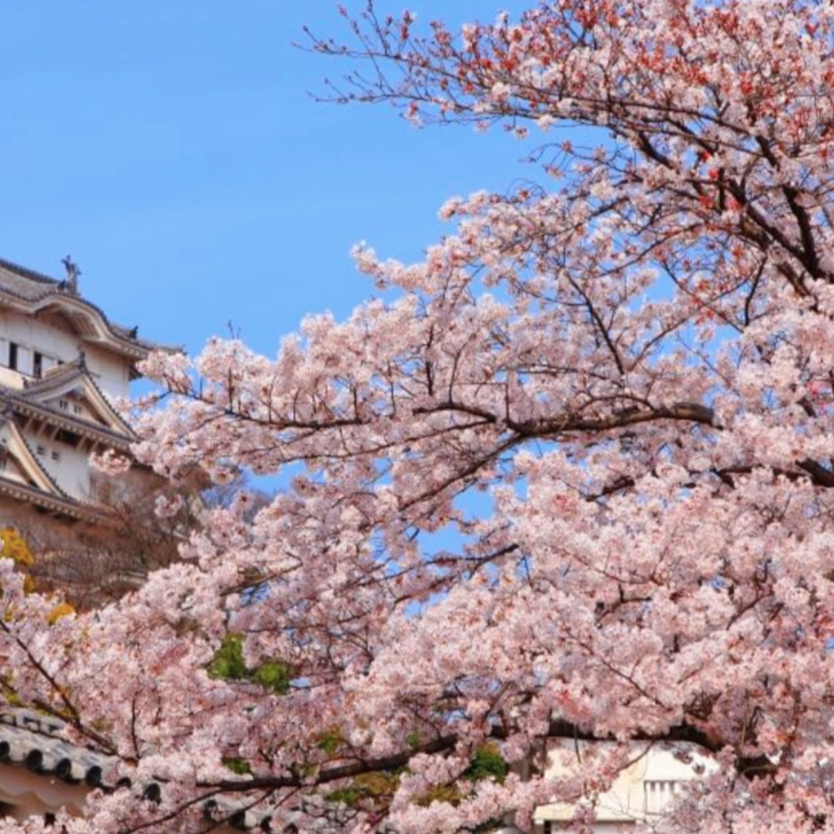 Arigato Japan Food Tours