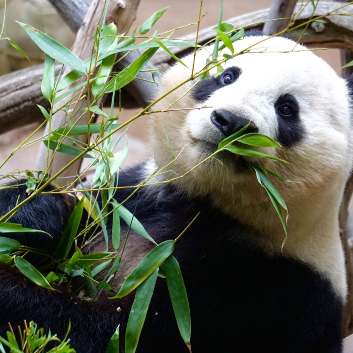 Panda Breeding Base Visit & Sichuan Cooking Class: Private One-day Trip