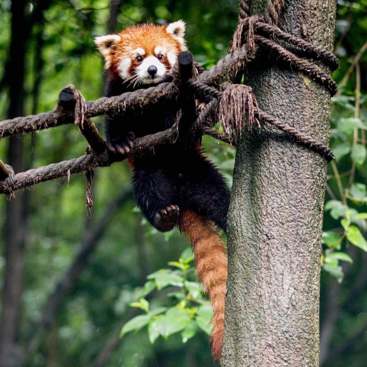 Panda Breeding Base Visit & Sichuan Cooking Class: Private One-day Trip