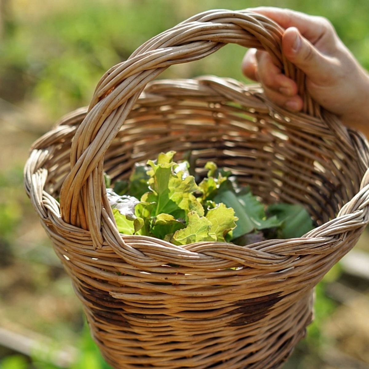 Experience Harvesting Vegetables and Pasta Culinary Class at a Tuscan Villa