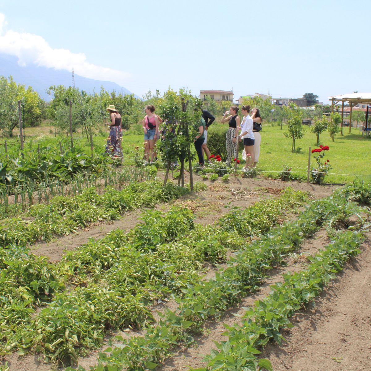 Pompei Culinary Class: Fresh Pasta and Wine Tasting
