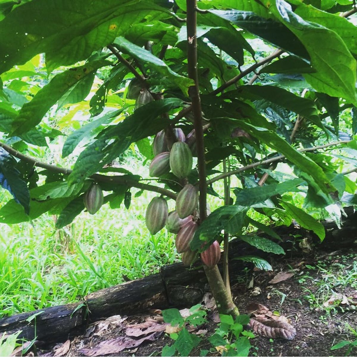 Rainforest Tasting Experience: An Adventure Through the Flavors of the Jungle