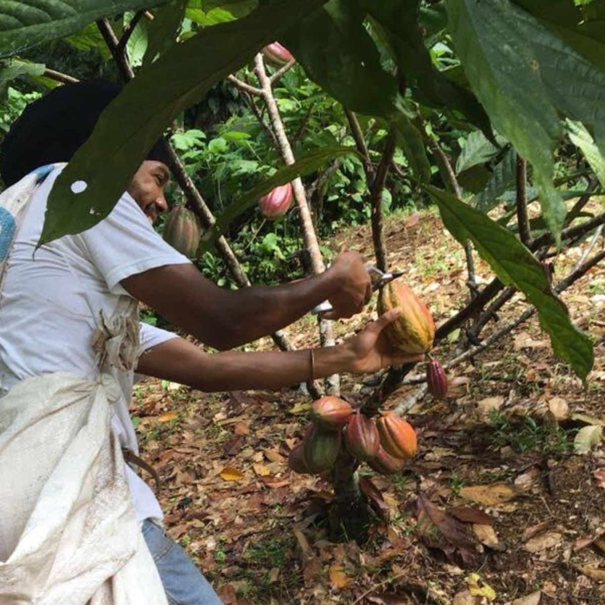 Rainforest Tasting Experience: An Adventure Through the Flavors of the Jungle