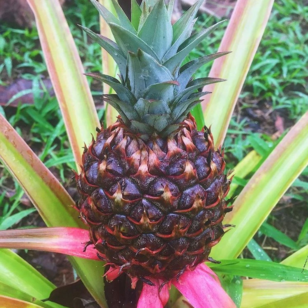 Rainforest Tasting Experience: An Adventure Through the Flavors of the Jungle