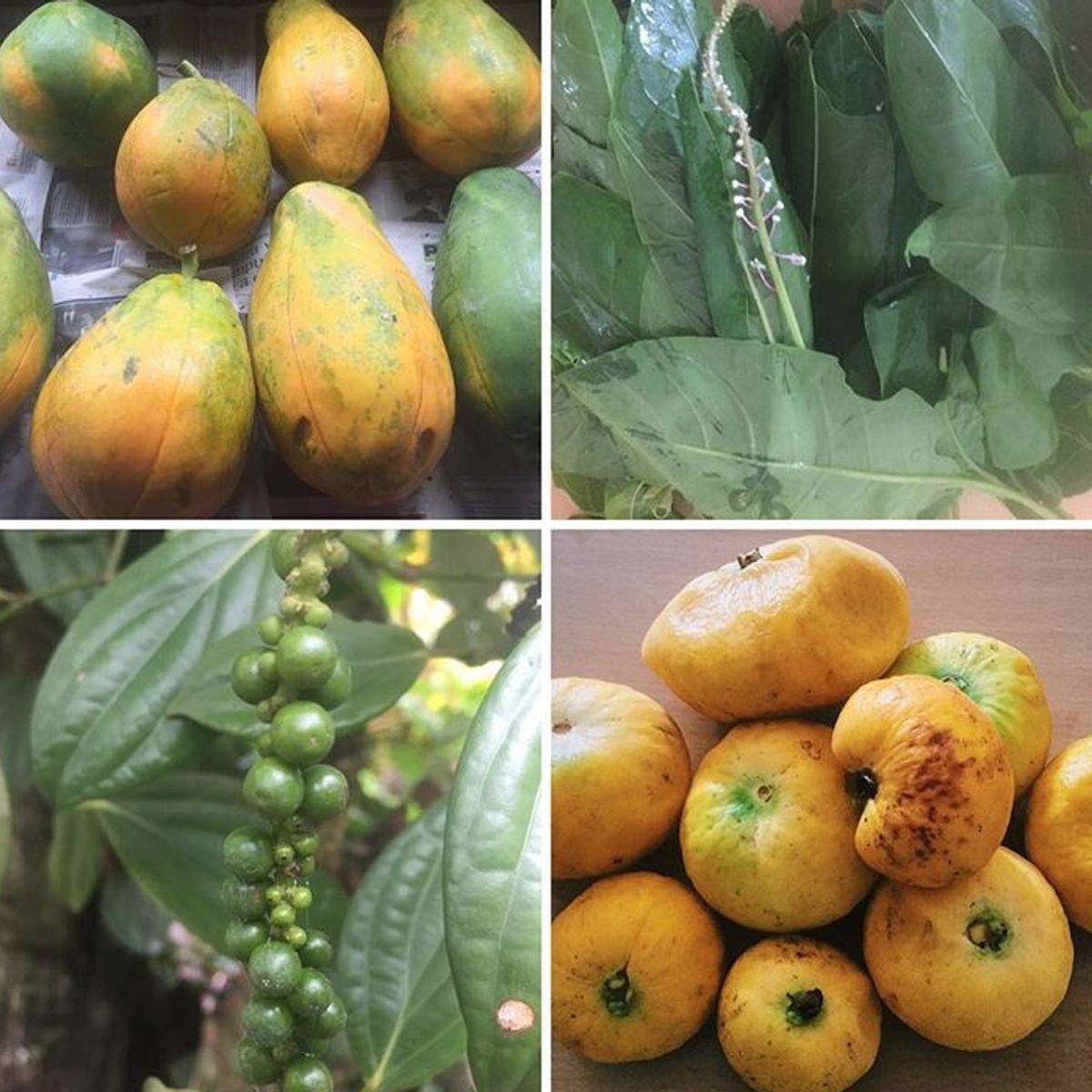 Rainforest Tasting Experience: An Adventure Through the Flavors of the Jungle