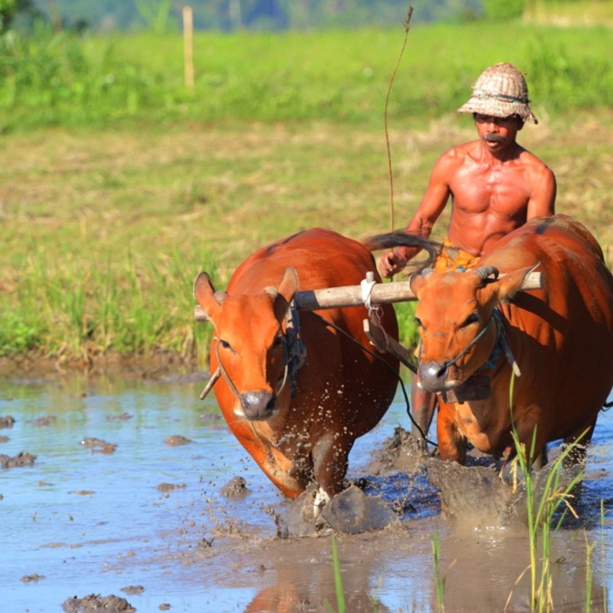 Rice Farming Experience and Cooking Class