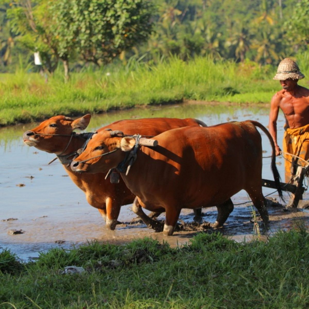 Rice Farming Experience and Cooking Class