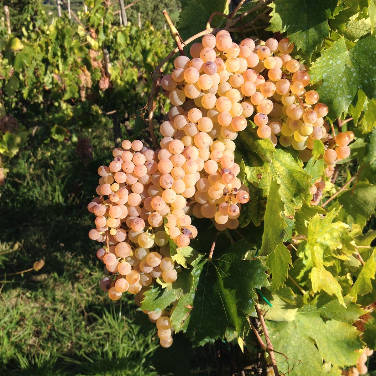 Excursion œnologique dans la campagne romaine avec déjeuner