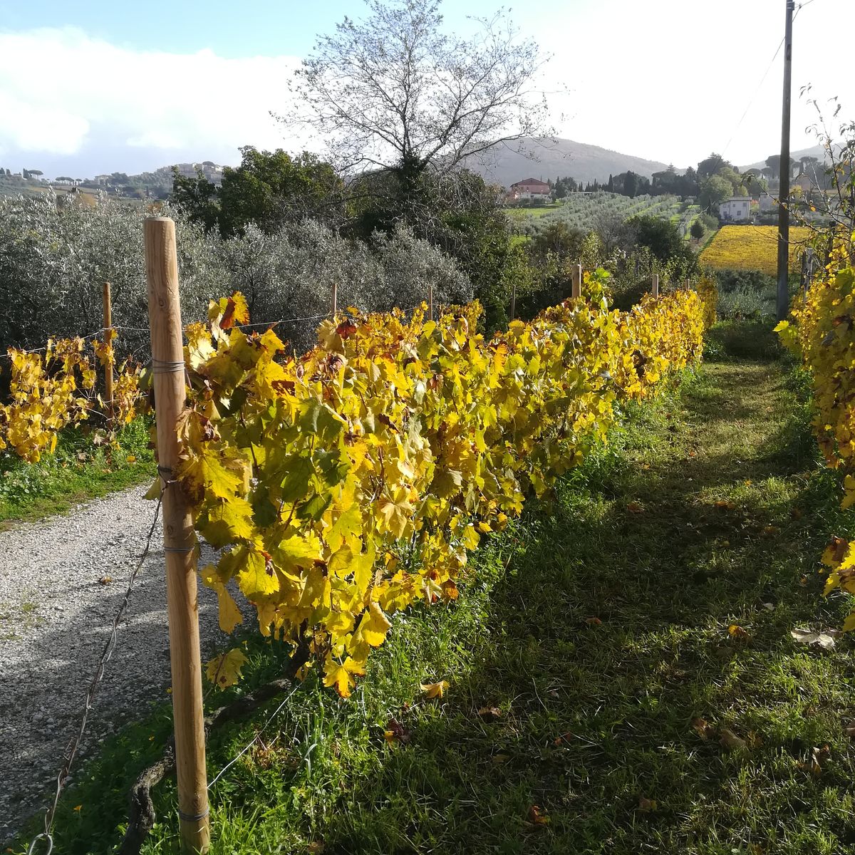 Excursion œnologique dans la campagne romaine avec déjeuner