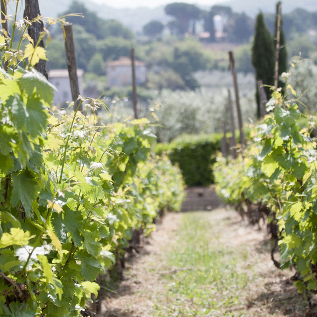 Cours de fabrication de pâtes dans la campagne romaine avec visite d'un vignoble
