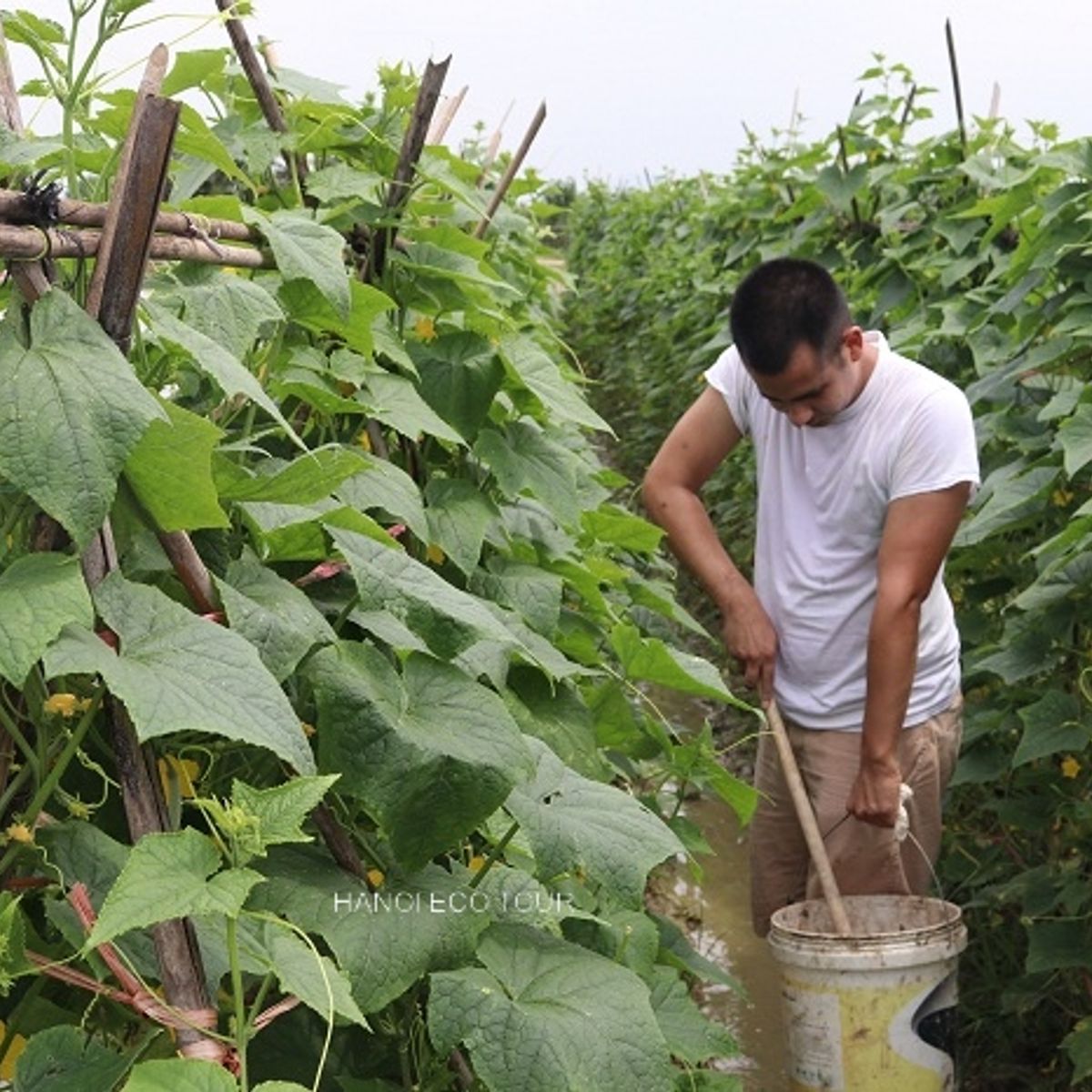 Rural Farm to Table: Farming, Market Tour and Cooking with Locals