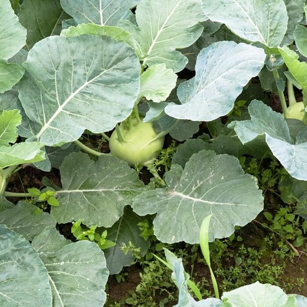 Rural Farm to Table: Farming, Market Tour and Cooking with Locals