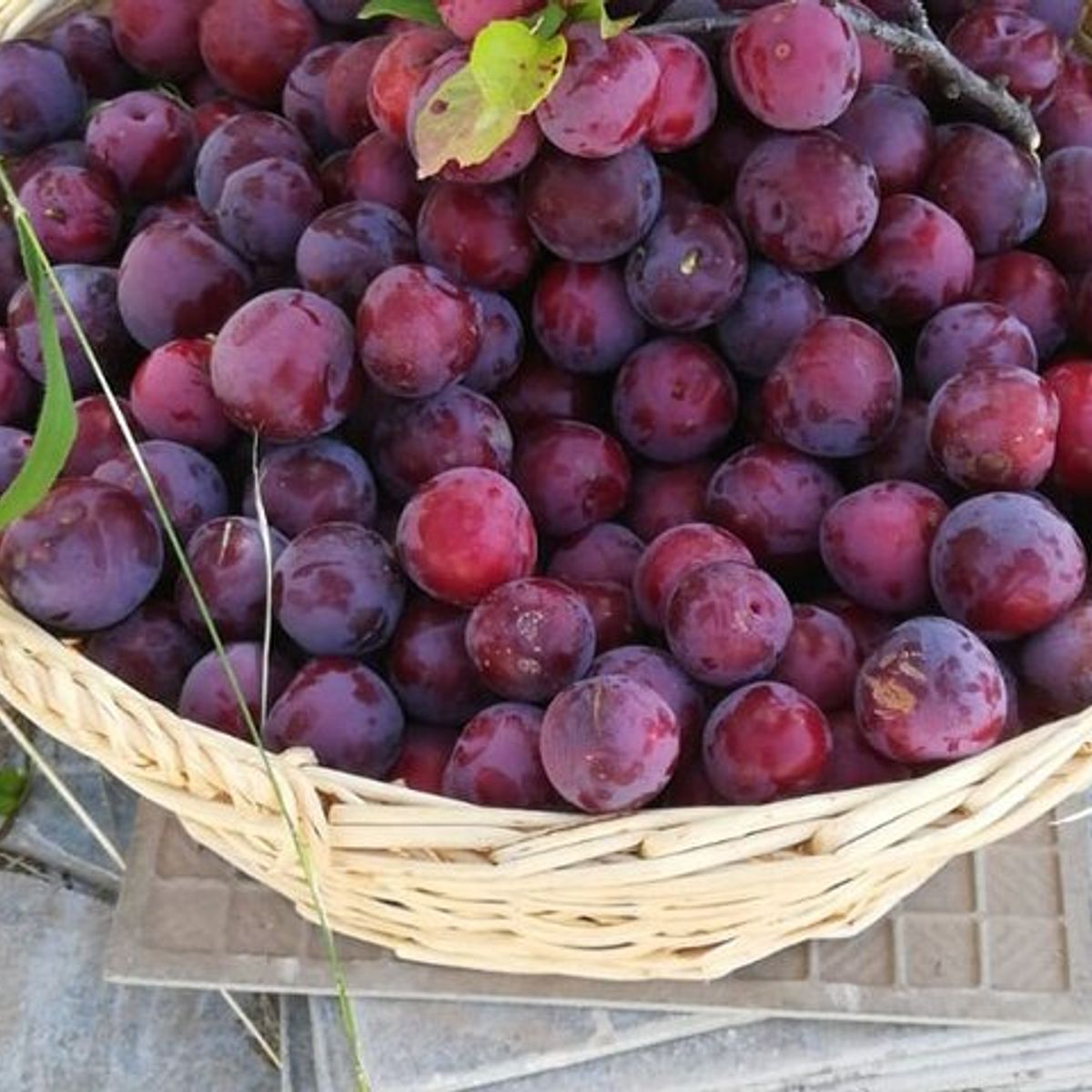Sicilian Culinary Experience at the Country House