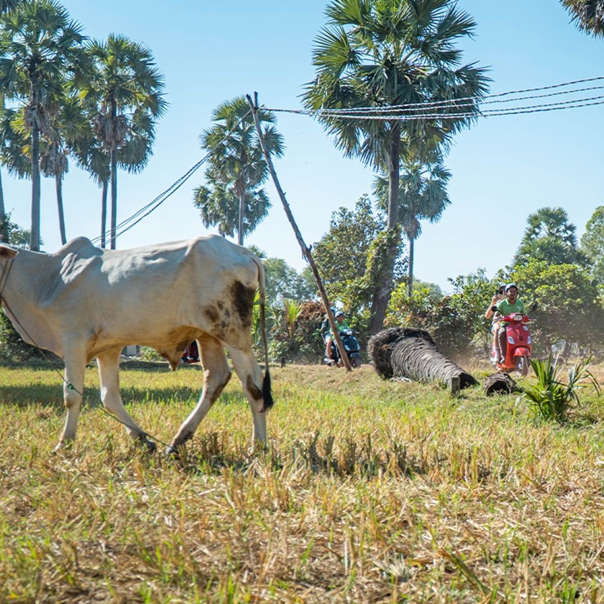 Cooking & Vespa Culinary Experience in Siem Reap