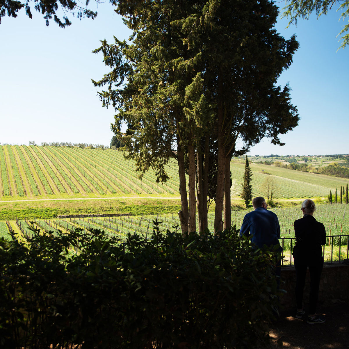 Chianti Full Immersive Wine & Olive Oil Experience
