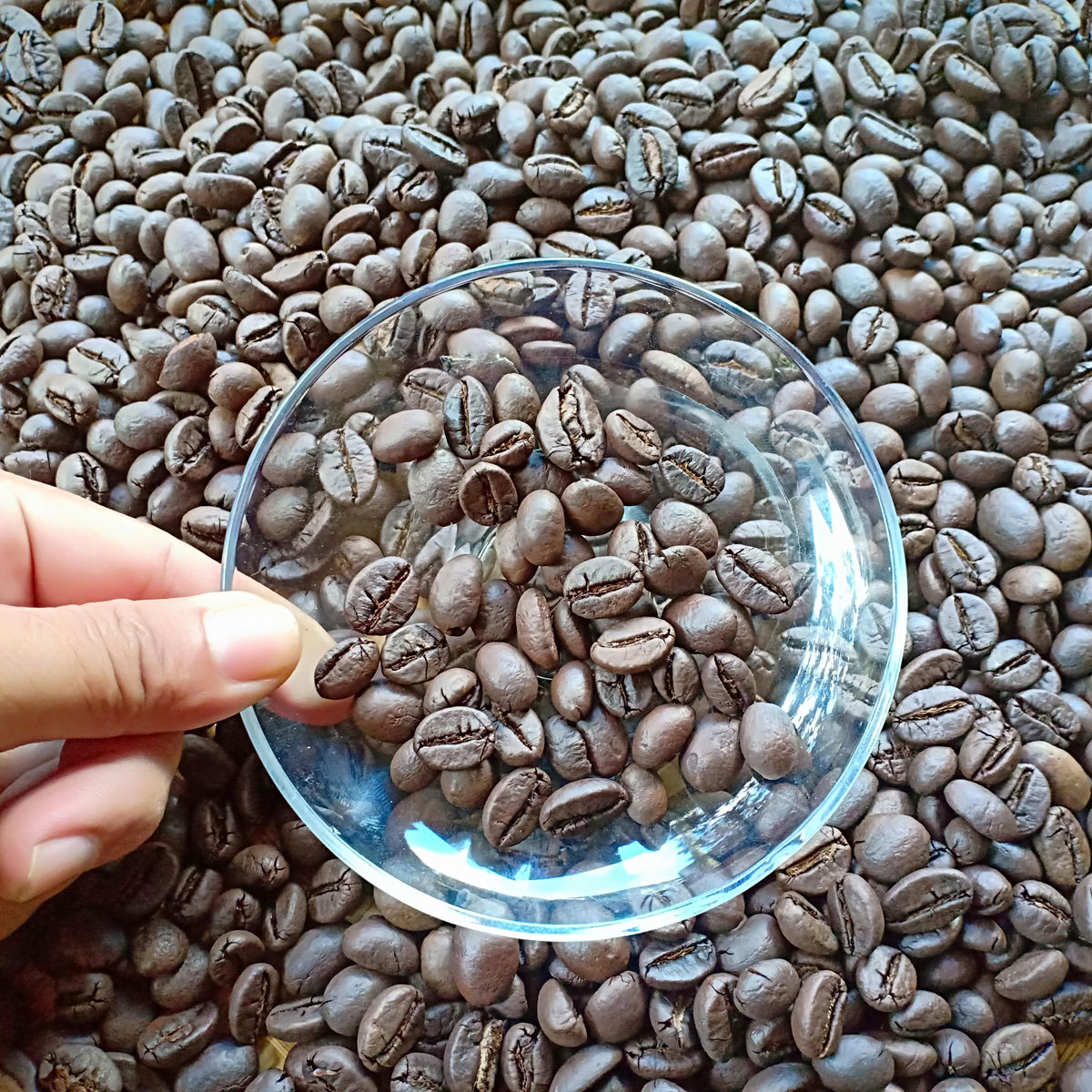 Special Tasting & Brewing Coffee Class In Ubud