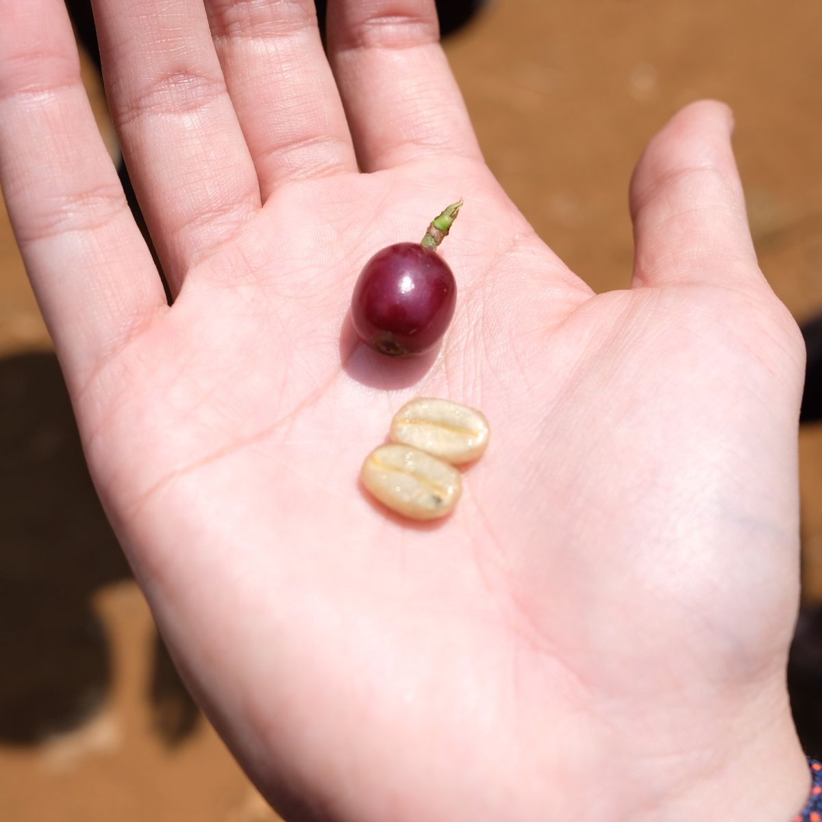 Specialty Coffee Experience with a Local Coffee Brewer