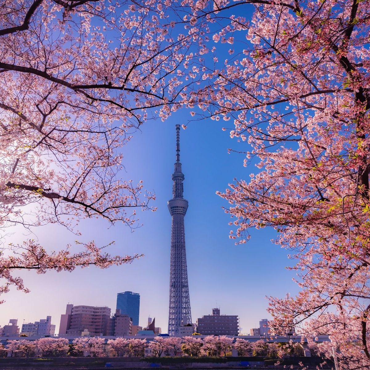 Sushi Making Masterclass in Tokyo: Learn Techniques from Experts in Asakusa