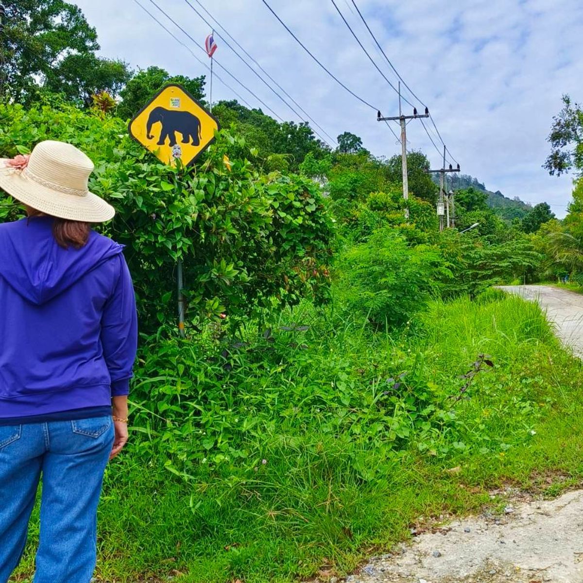 Sustainable Thai Cooking Class & Gentle Giant Feeding Experience