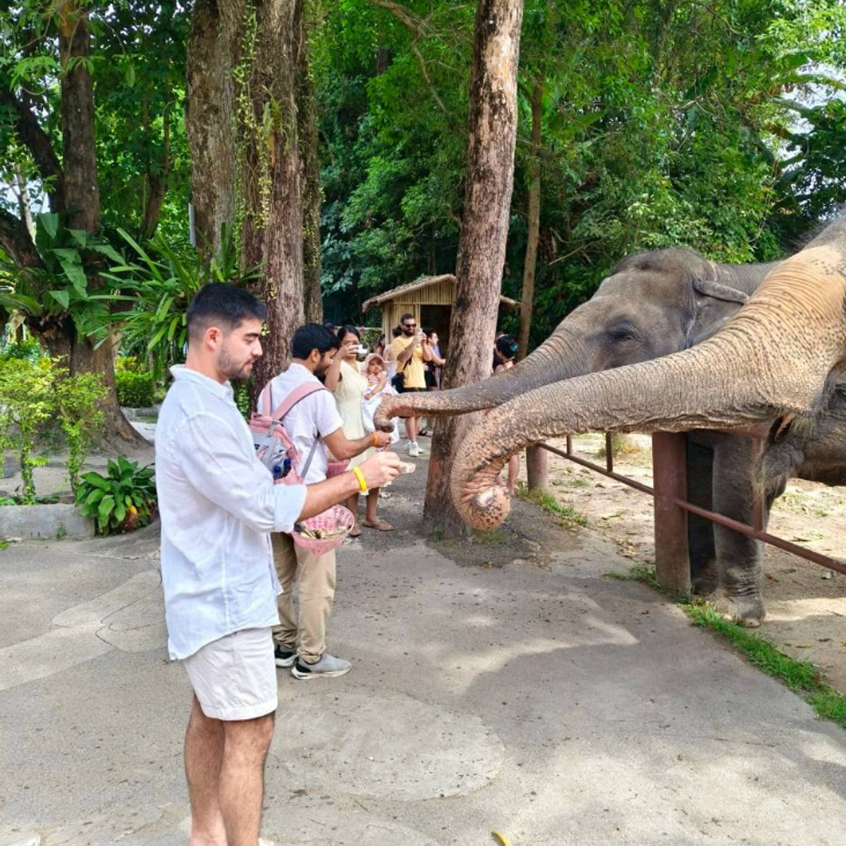 Sustainable Thai Cooking Class & Gentle Giant Feeding Experience