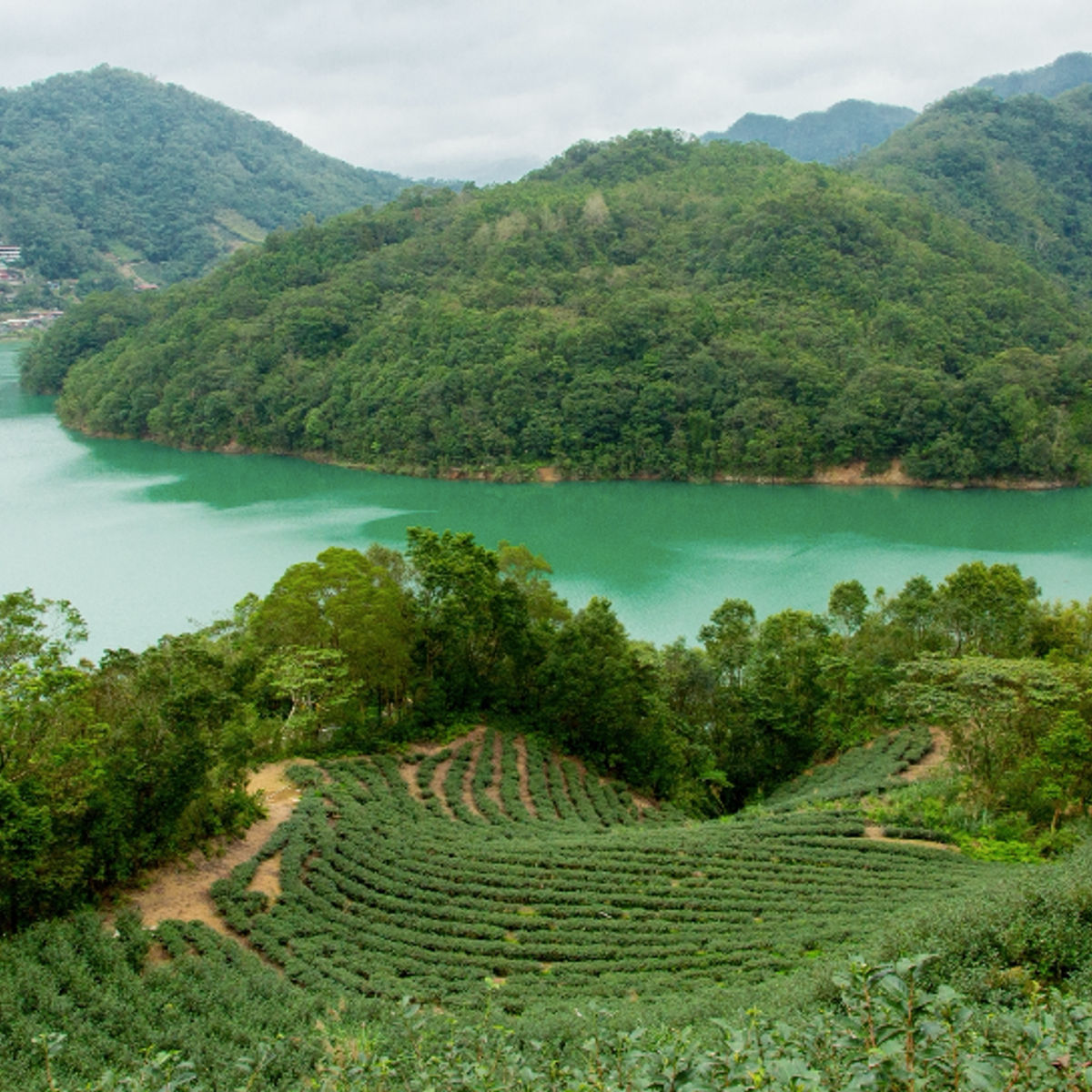 Visite d'une plantation de thé autour du lac Thousand Island