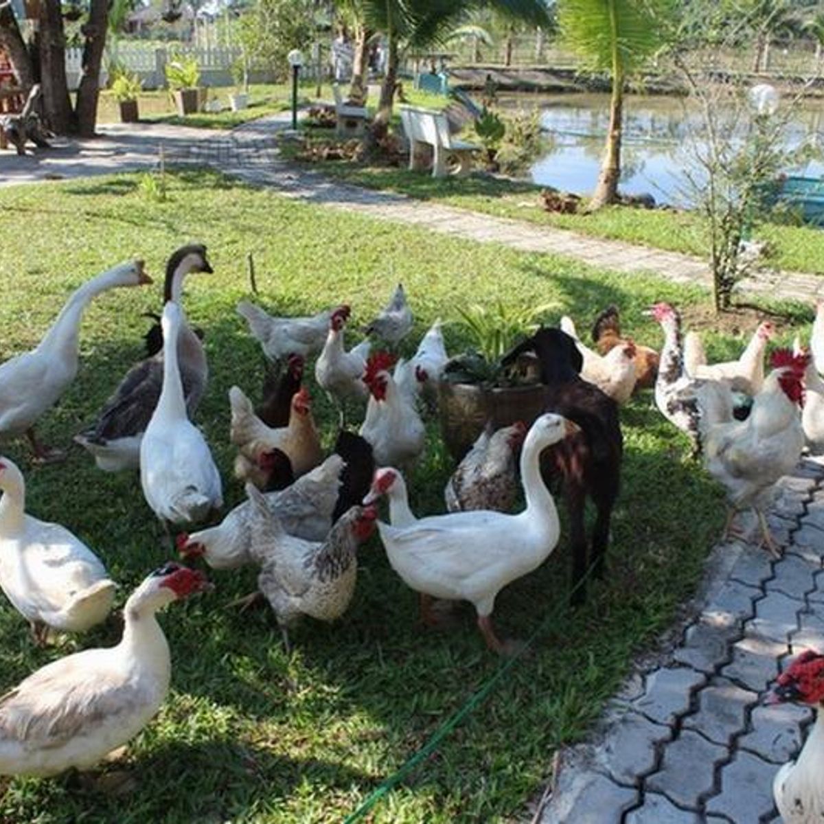 Thai Cooking School (Discover our organic farm)