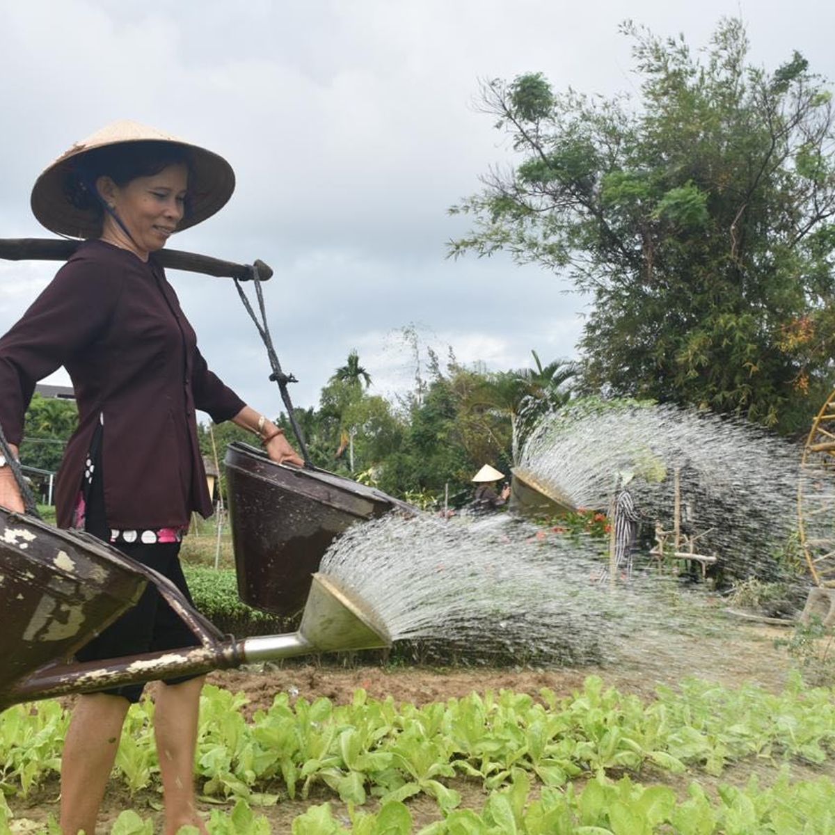 Tra Que Water Wheel Package 3 in 1 - Farming, Buffalo, Rice paper making and Cooking