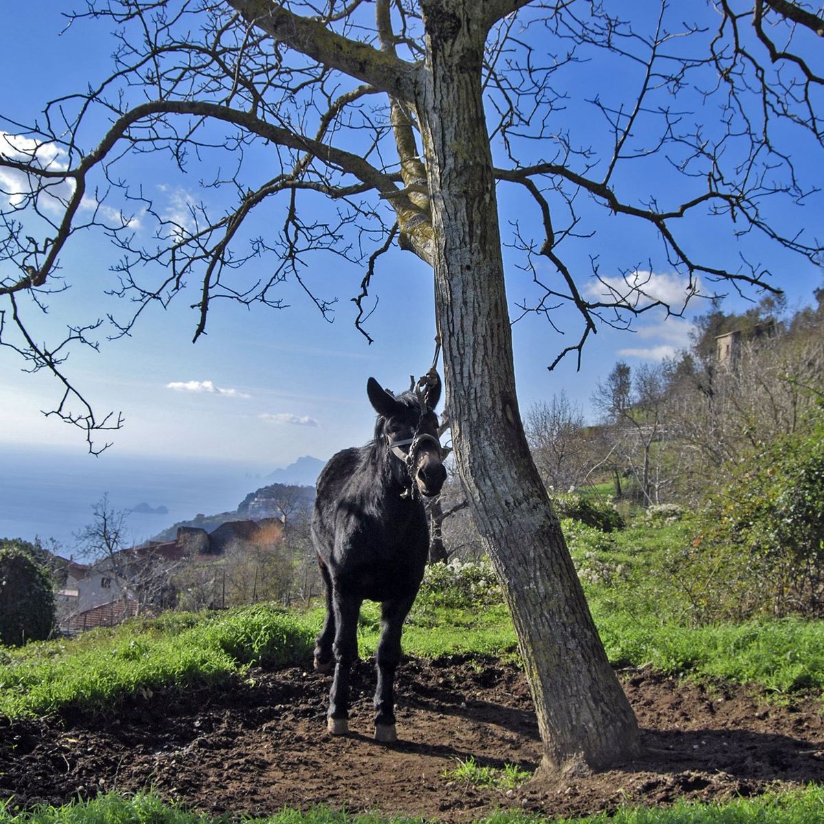 Trek 'n' Cook with Satva and Enrico near Amalfi