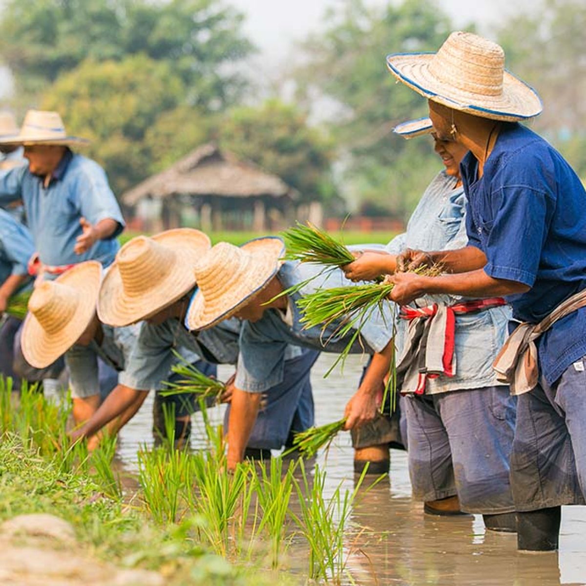 Cooking, Trekking, Elephant Caring and Learning about Karen Culture (3 Days 2 Nights)