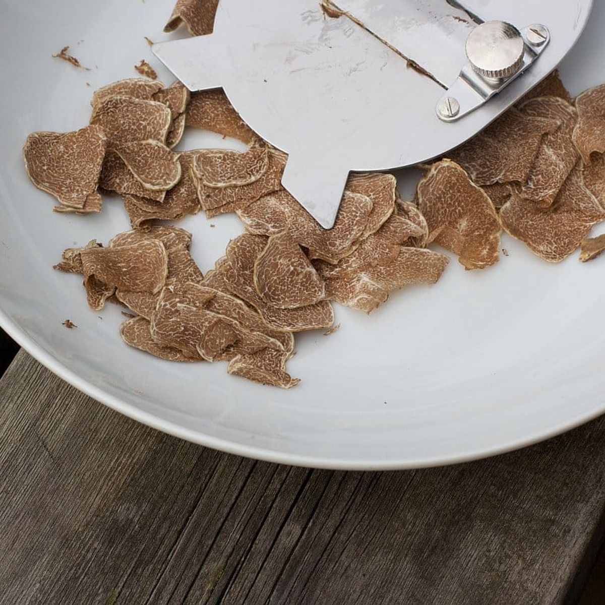 Truffle Hunting in the Woods of Valdichiana Senese