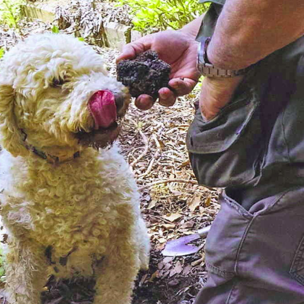 Truffle Hunting in the Woods of Valdichiana Senese