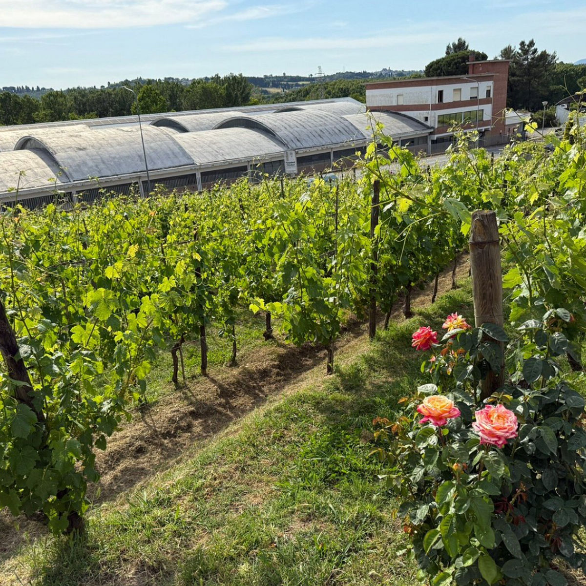 Master Tuscan Wine Experience: From Vineyard Walk to Guided Tasting