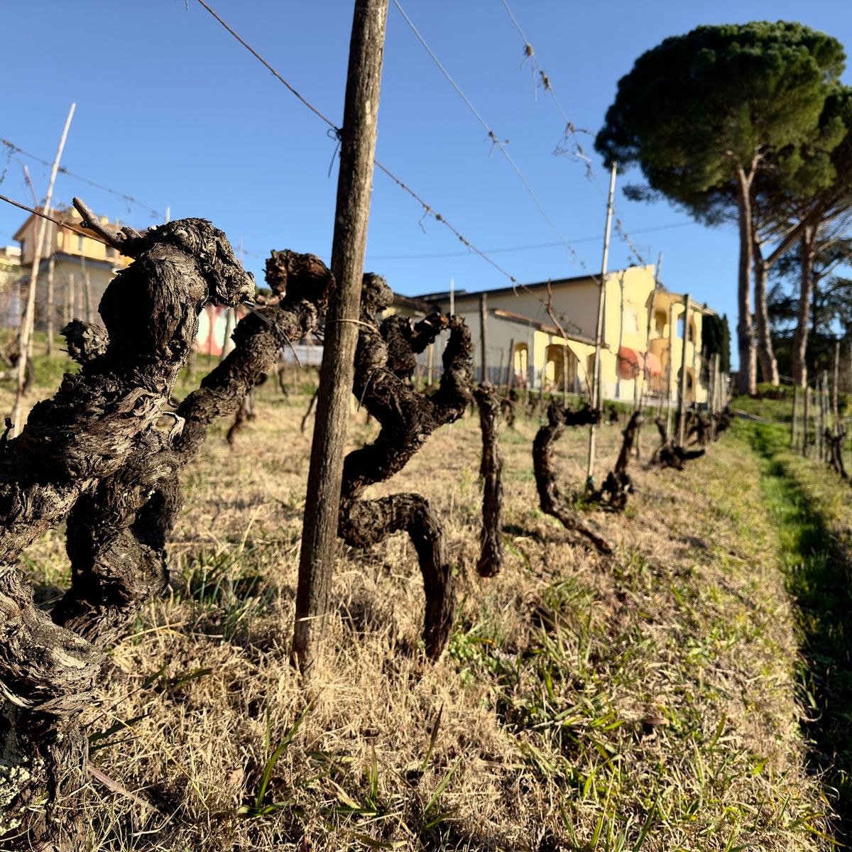 Master Tuscan Wine Experience: From Vineyard Walk to Guided Tasting