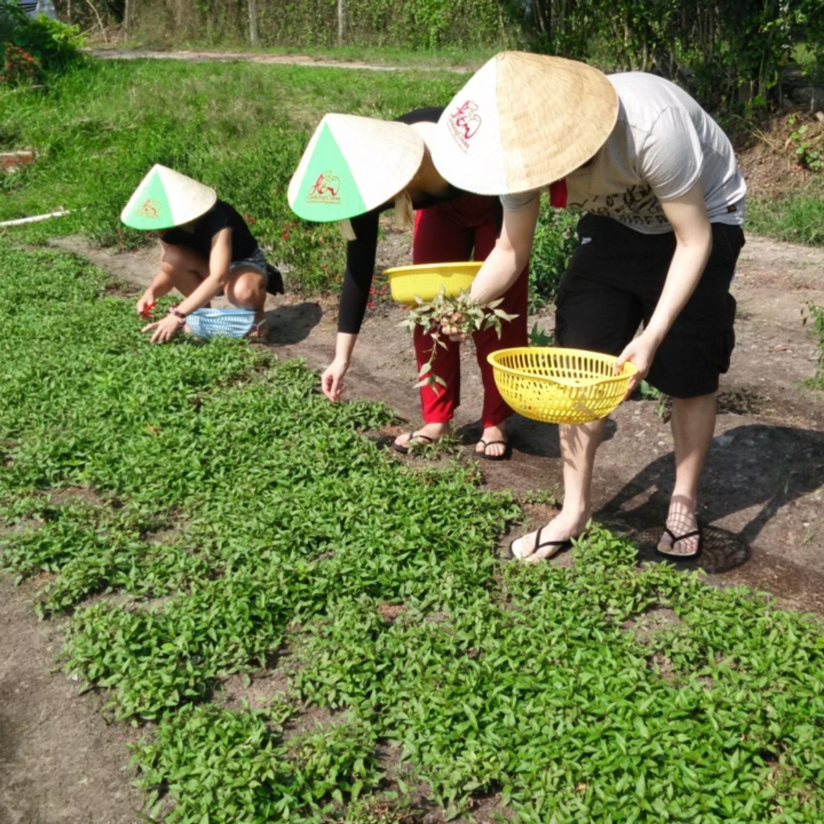Unique Full Day Healthy Cooking Class in the Farm