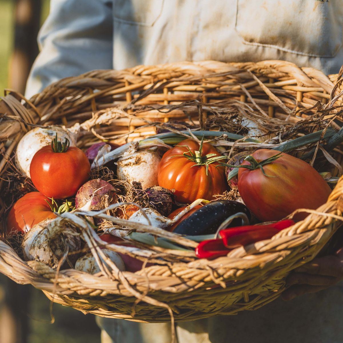 Vegan cooking class in Valdichiana Senese