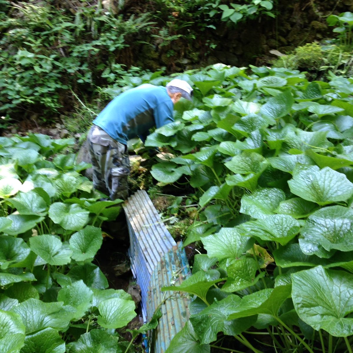 Wasabi Farm & Nature Tour in the Mountains of Okutama